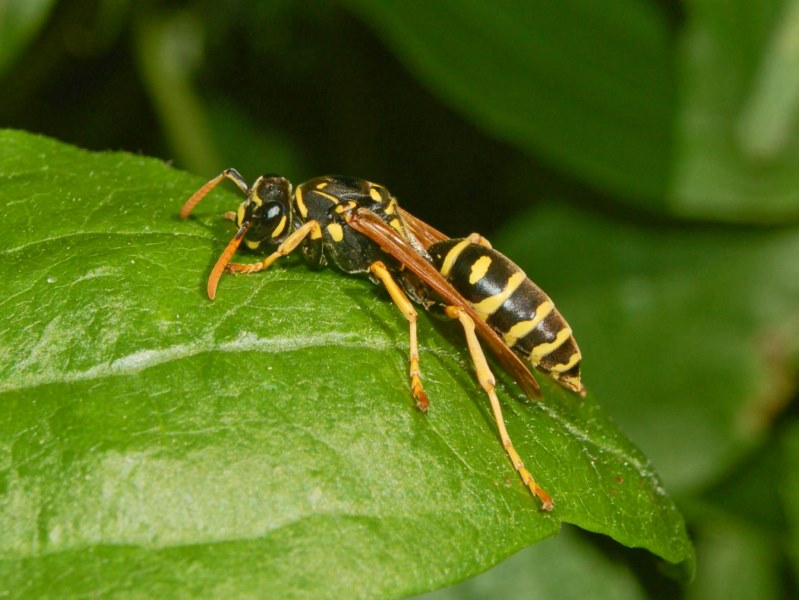 Polistes dominula, Vespidae